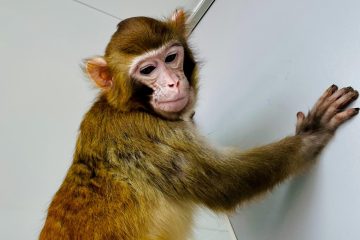 با رترو آشنا شوید؛ اولین میمون شبیه‌سازی‌شده که به بزرگسالی رسید