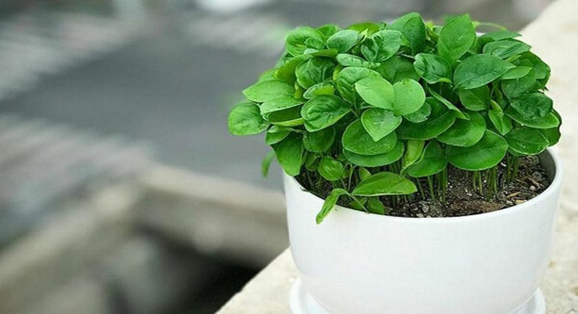 نحوه تهیه سبزه نارنج شیک و قشنگ برای عید با دانه نارنج 2 طرز تهیه سبزه نارنج