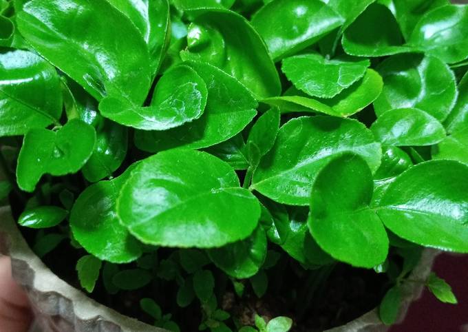 نحوه تهیه سبزه هسته پرتقال برای عید مرحله به مرحله 4 طرز تهیه سبزه پرتقال