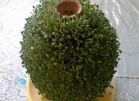 نحوه تهیه سبزه شاهی با پنبه روی کوزه و بشقاب برای عید نوروز 4 طرز تهیه سبزه شاهی