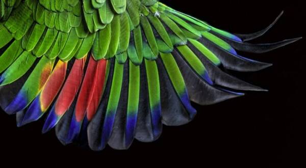 الگوی باستانی در پرهای پرندگان پنهان شده است