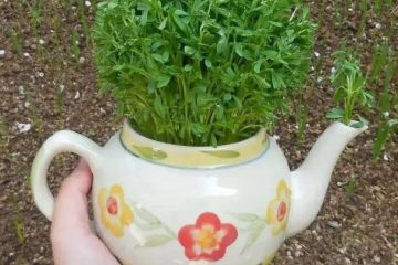 طرز تهیه سبزه عدس