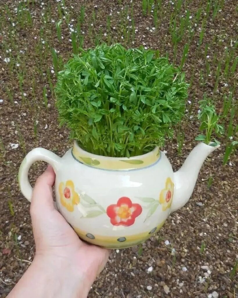 طرز تهیه سبزه عدس