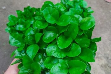 طرز تهیه سبزه نارنج