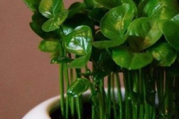 طرز تهیه سبزه پرتقال