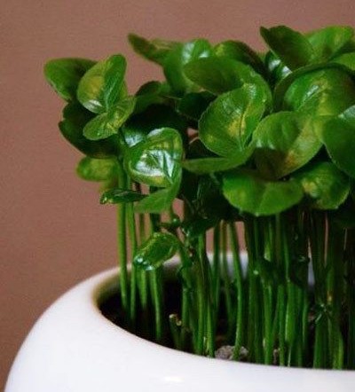 طرز تهیه سبزه پرتقال