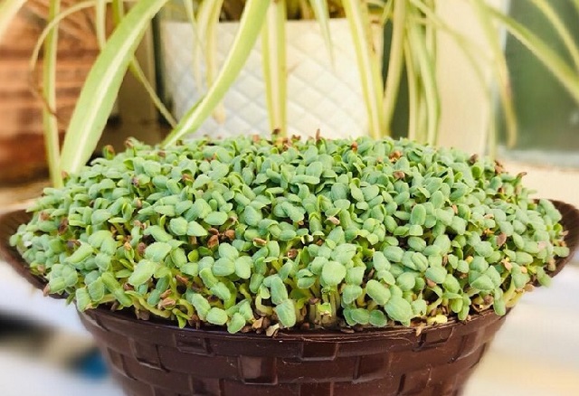 طرز تهیه سبزه کنجد