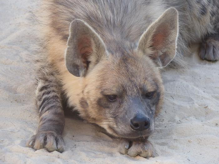 حشره‌خوار عجیب و غریب در دنیای کفتارها!