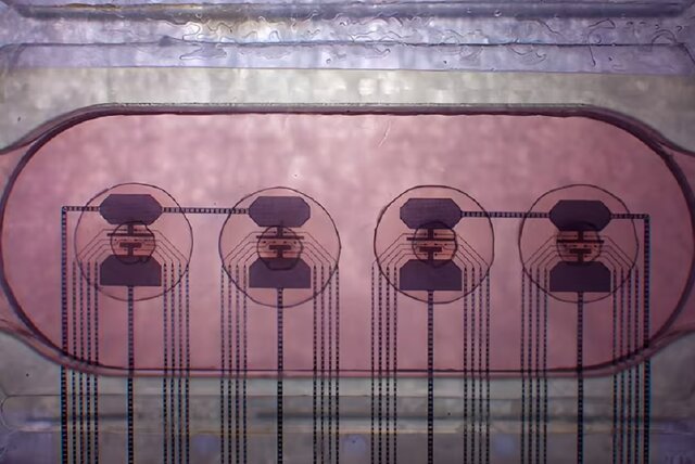 استفاده از مغز رشد یافته در آزمایشگاه برای ساخت اولین رایانه زنده جهان