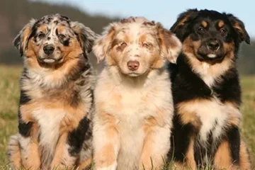 کدام حیوان خانگی همدم مناسب‌تری برای تنهایی انسان است؟ + ۵ حیوان خانگی مناسب شما