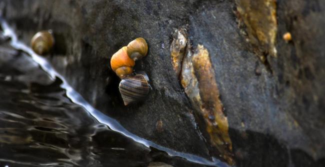 کشف شواهدی از تکامل سریع حلزون‌ها در طبیعت