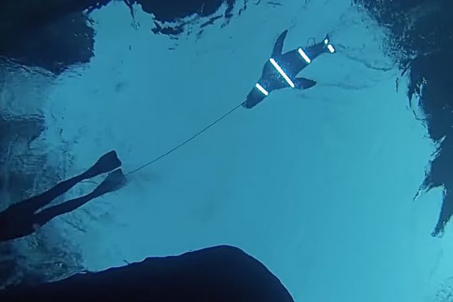 راز فرار از آرواره‌های کوسه: تخته موج‌سواری نورانی!