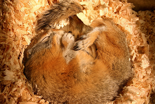 راز زنده ماندن سنجاب‌ها در خواب زمستانی طولانی کشف شد