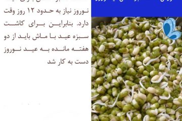 طرز تهیه سبزه ماش