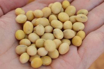 لوبیای سویا ماده اصلی تمپه