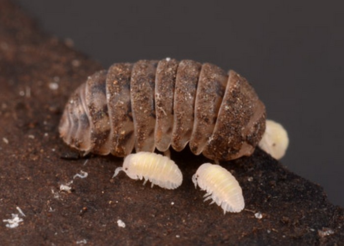 1745468639 479 تشخیص جای نیش حشرات گوناگون و نحوه درمان آن‌ها سلوادور