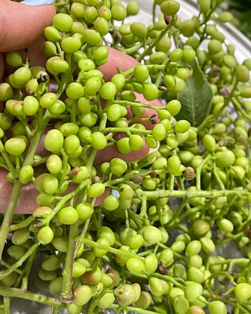 طرز تهیه ترشی بنه