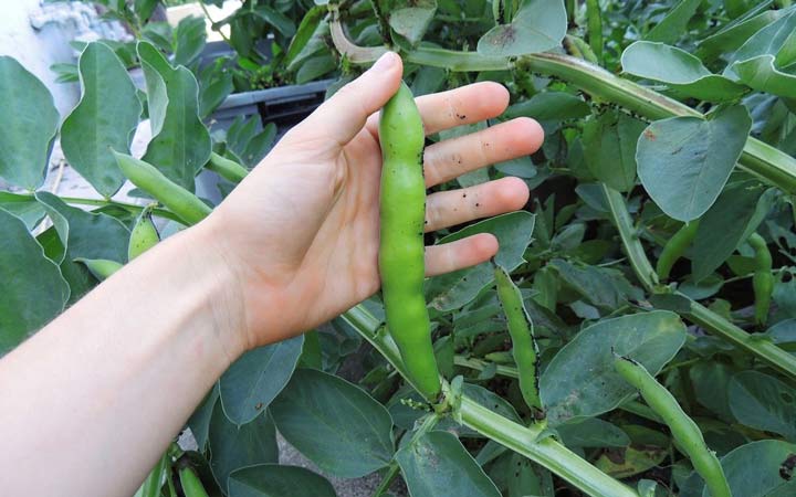 خواص باقلا - هشدارها