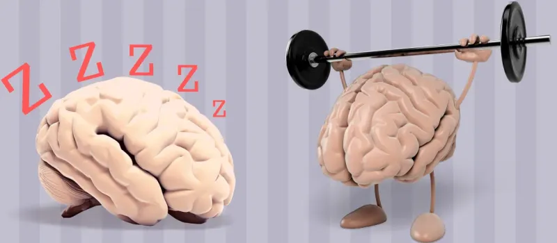 1747916153 12 انواع تیپ مغزی و تأثیر آن بر شخصیت ‌ تیپ.webp