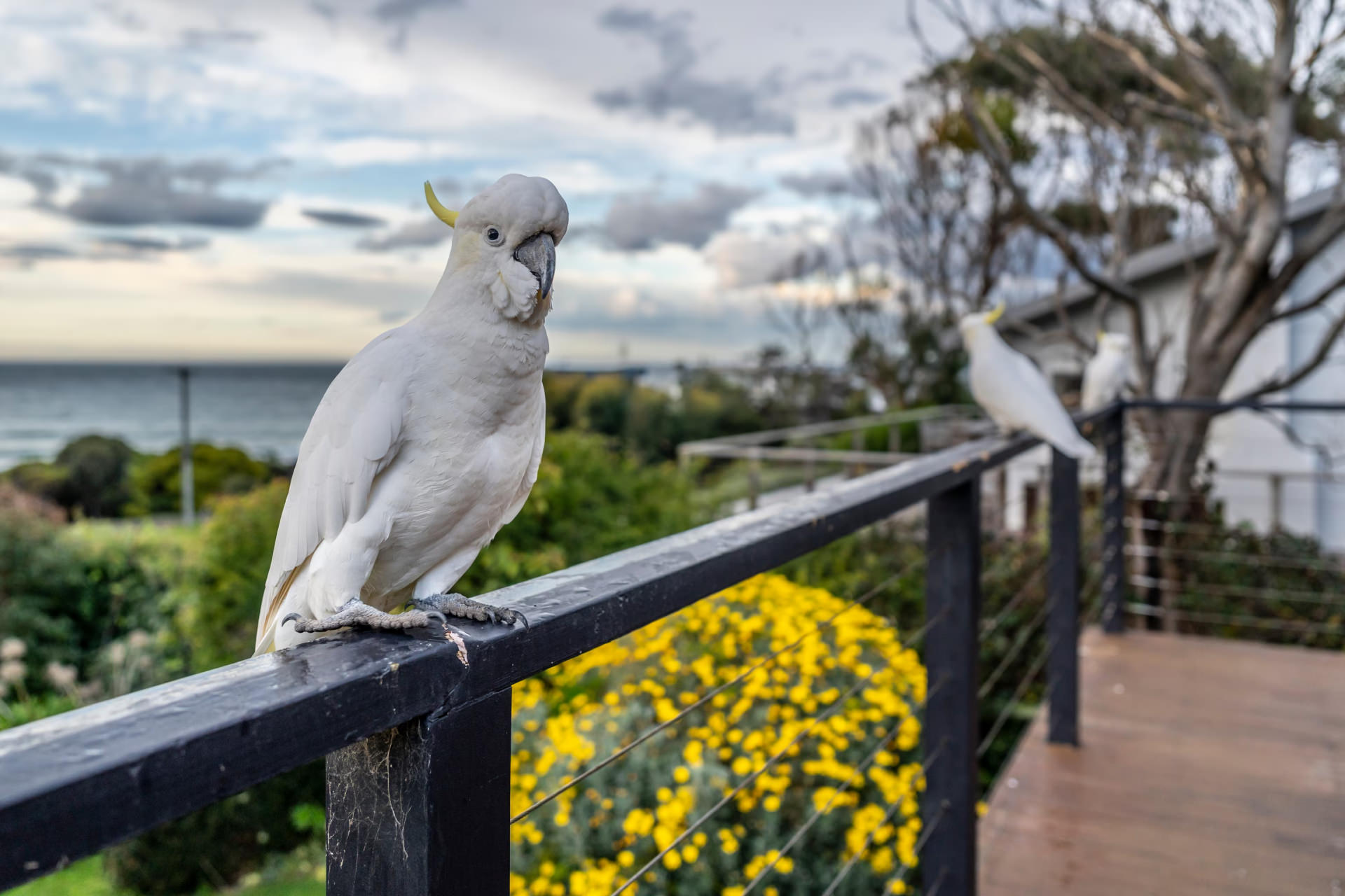 کاکاتوهای باهوش سیدنی نحوه استفاده از آب‌خوری‌های شهری را کشف کرده‌اند