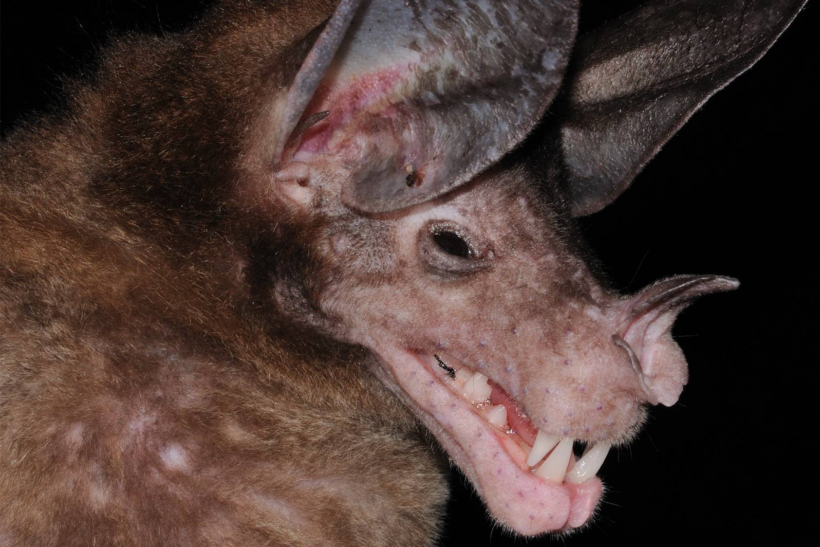 از روی ظاهر قضاوت نکنید؛ خفاش‌های طیفی موجوداتی اجتماعی و مهربان هستند