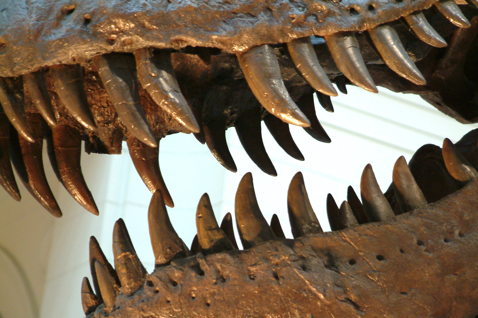 هوای عصر ژوراسیک چگونه بود؟ دندان فسیل‌شده دایناسورها پاسخ می‌دهد