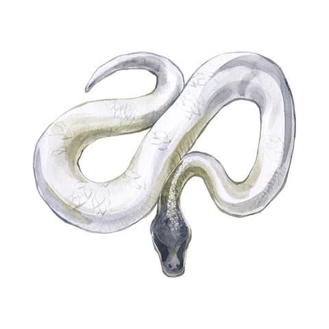 1758814171 14 تعبیر خواب مار؛ تعبیر دیدن خواب انواع مار سلوادور.webp