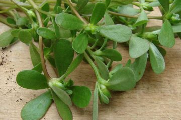 خواص خرفه - خرفه از سبزیجات برگ سبز است که می‌ توان آن را به‌ شکل خام یا پخته مصرف کرد.